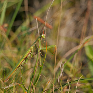 N8266690nikon.jpg