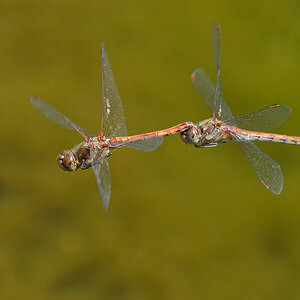 N8256591nikon.jpg