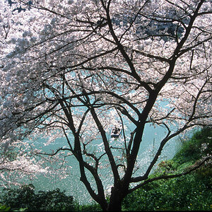 Hakone, Fluß mit Boot.jpg