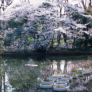 Hakone, See mit Pflanzgefäßen.jpg