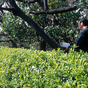 Hakone, Zeichner.jpg
