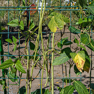 OF5_50886.jpg