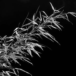 Gartenbambus BW_2.jpg