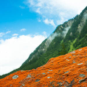Wald i Pinzgau+Altenmarkt-1298.jpg