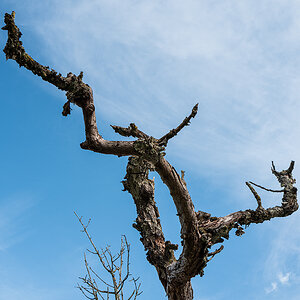 Baum.jpg