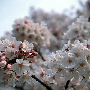 Tokyo, Kirschblüte 3.jpg