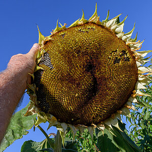 OF5_50989.jpg