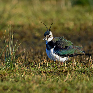 NZ9_4474_Kiebitz_IA_3_2025.jpg