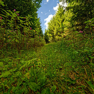 Waldweg - tiefer Einblick