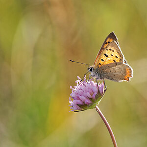 N8276769nikon - Kopie.jpg