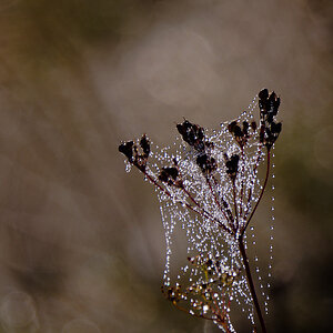 N9067171nikon.jpg
