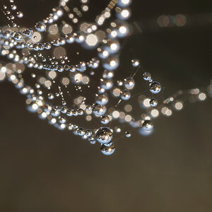 N9067114nikon.jpg