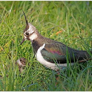 D75_5167_Küken von Kiebitzmutter wohl behütet_5_2016.jpg