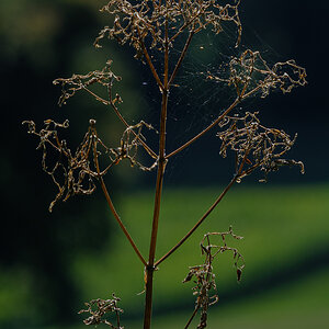 Grass.jpg