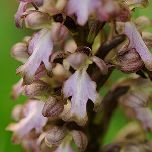 BarliaRobertianum_SRY_591x393_DSC5325.jpg