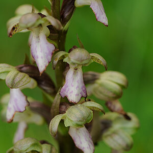 BarliaRobertianum_GLA_DSC5328_13x20x100.jpg