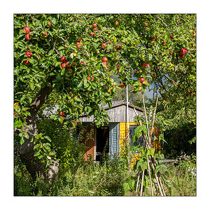 239/365 Provinz – Sommer macht melancholisch © 2025 Sabine Lommatzsch