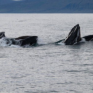 DSC_1550.jpg