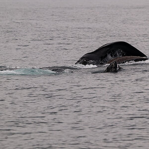 DSC_1641.jpg