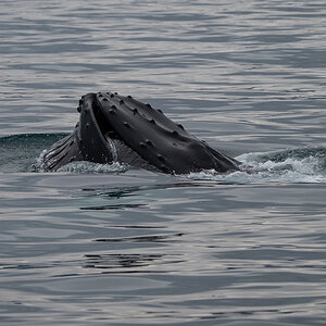 DSC_1774.jpg