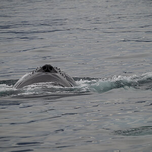 DSC_1917.jpg