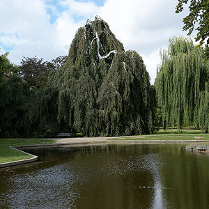 Trauerbirke, Trauerweide.jpg