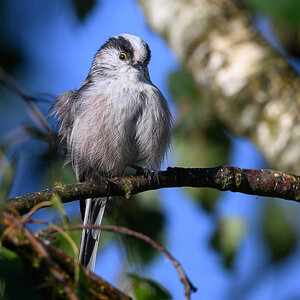 NZ9_6404_Schwanzmeise_IIa_Garten_8_2025.jpg