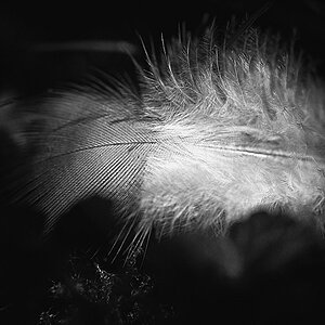 Flaumfeder_BW 3.jpg