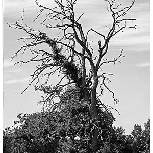 Alte Eiche_BW 2.jpg