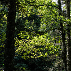 Wald.jpg