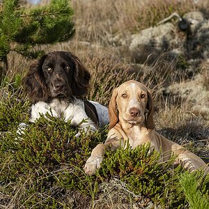 Truppe