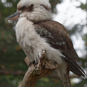 Jägerliest/Kookabura/Lachender Hans (Fam. Eisvögel) im Tierpark Hamm