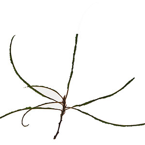 Farnblättriger Faulbaum.jpg