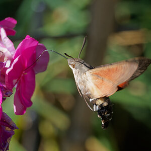 N9197866nikon.jpg