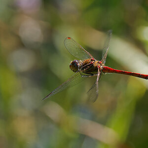 N9187848nikon.jpg