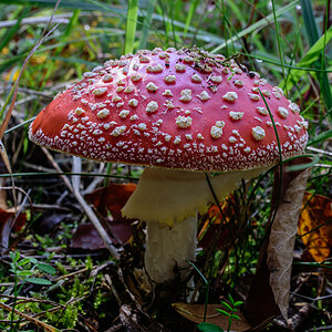 Fliegenpilz.jpg