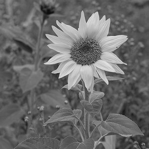 _DSC0824_DxOA2xl_SW.jpg