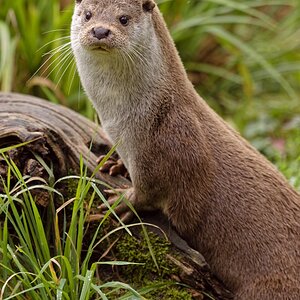 Otter.jpg