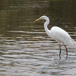 N9268227nikon.jpg