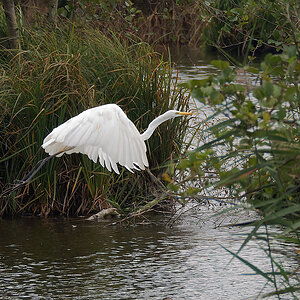 N9268116nikon.jpg