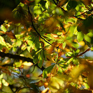 Herbstwald