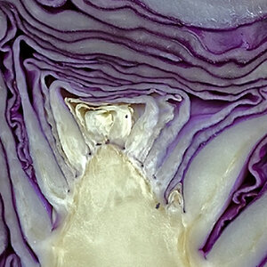 Rotkohl 3.jpg
