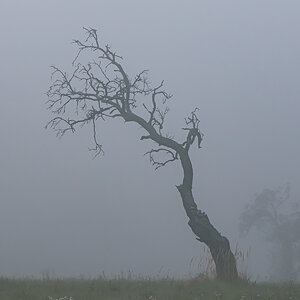 Nebel.jpg