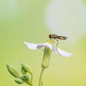 Schwebfliege