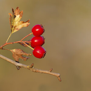 NA028531nikon.jpg
