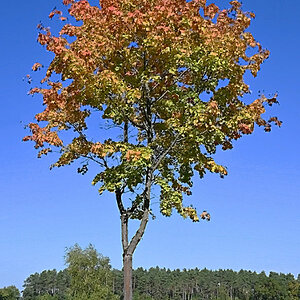 Spitzahorn_2.jpg