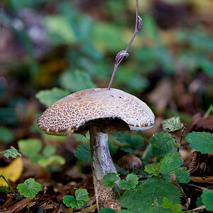 Pilz2.jpg