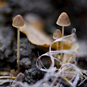 Pilz3.jpg