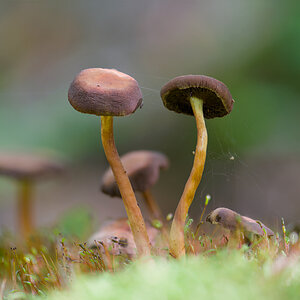 Pilz4.jpg