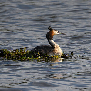 NZ9_2751_Haubi auf Nest im Hörstener See_welches bei niedriegem Wasserstand auf dem Grund lieg...jpg